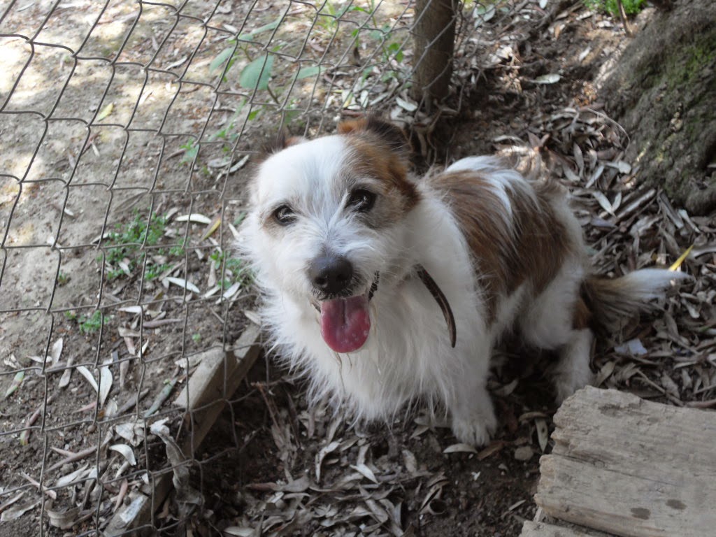 CUOREDICANE ENNESIMO RINNOVO APPELLO CAGNOLINO TAGLIA PICCOLA 