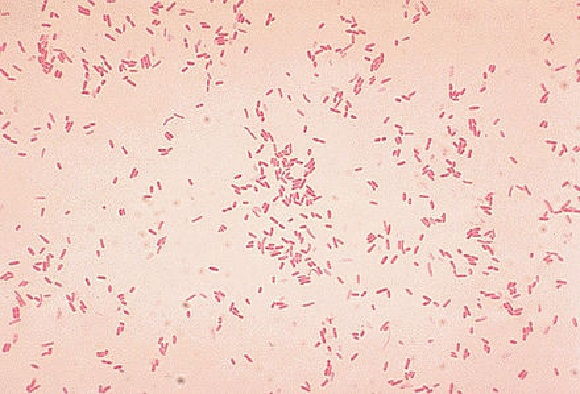 Aeromonas hydropilla dan Pseudomonas hydrophilla (penyakit bakteri)
