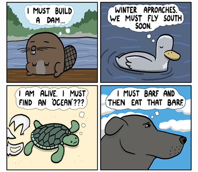animals-have-amazing-instincts