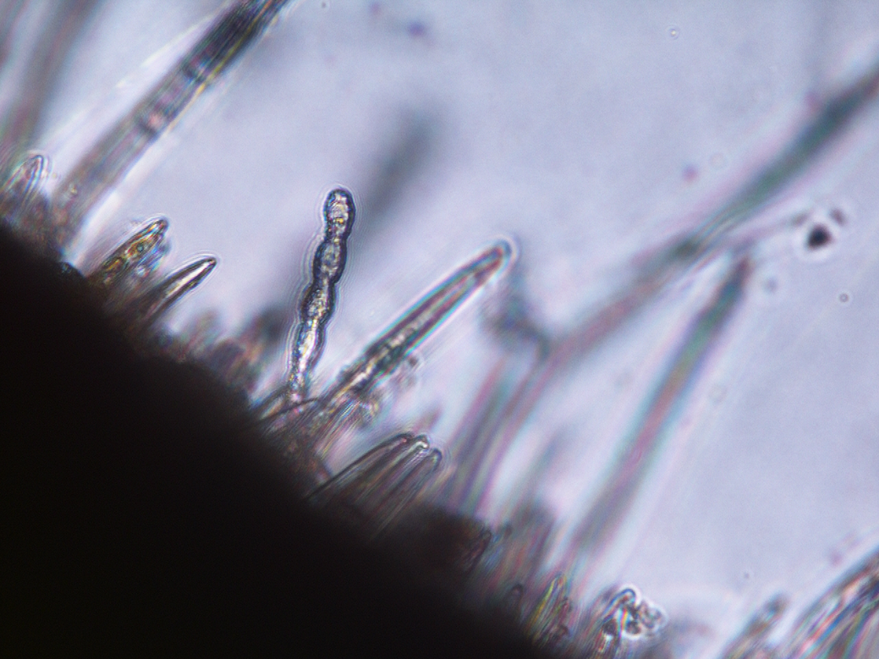 NMSU Plant Clinic Powdery Mildew on Apricot