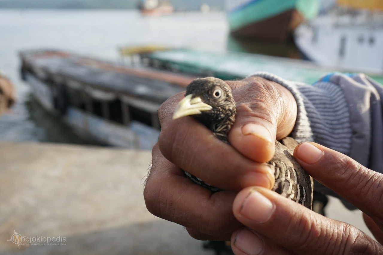 Mbojoklopedia Kawubu Burung Magis Suku Mbojo