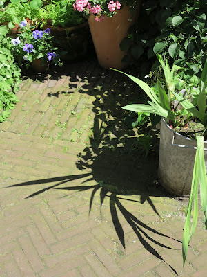 container garden, shadow, Haafner