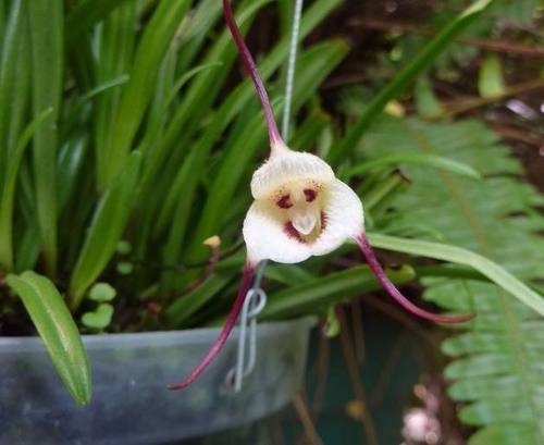 Orquídea Macaco | Orquidário UEL