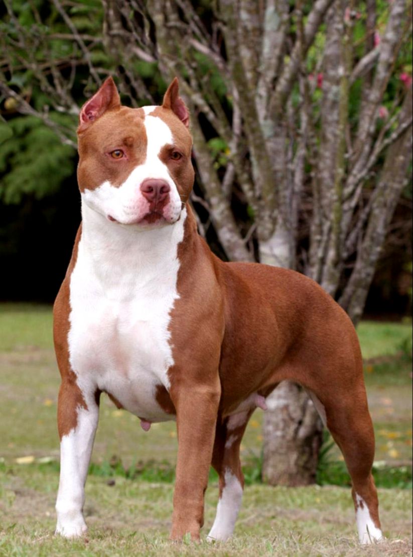 pitbull dog