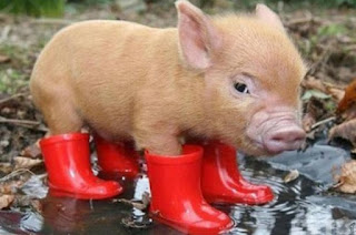 Funny Pic of Pig Wearing Red Shoes from Lifestyle Blog on Blogger