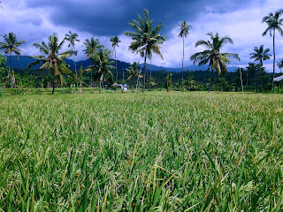 Paddy Grains Scenery In The Rice Field At Banjar Kuwum Ringdikit North Bali