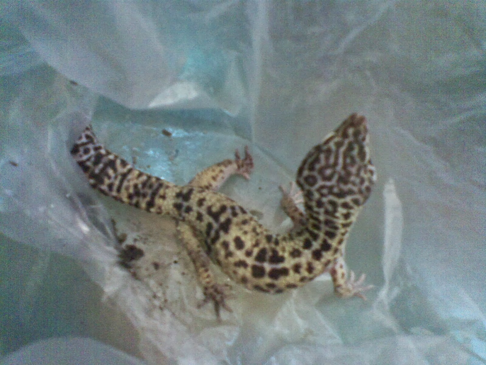 GECKO LIZARDS SELLER (FOR SALE )