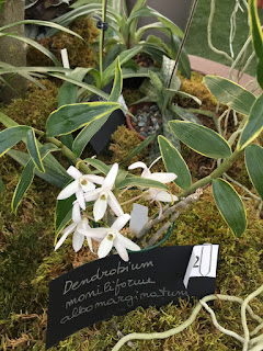 , Mostre primaverili: Horti di Veio e Monteporzio catone 2017, diarid'orchidee