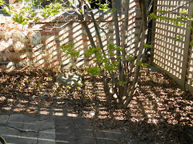 Roncesvalles Toronto spring garden cleanup before by Paul Jung Gardening Services