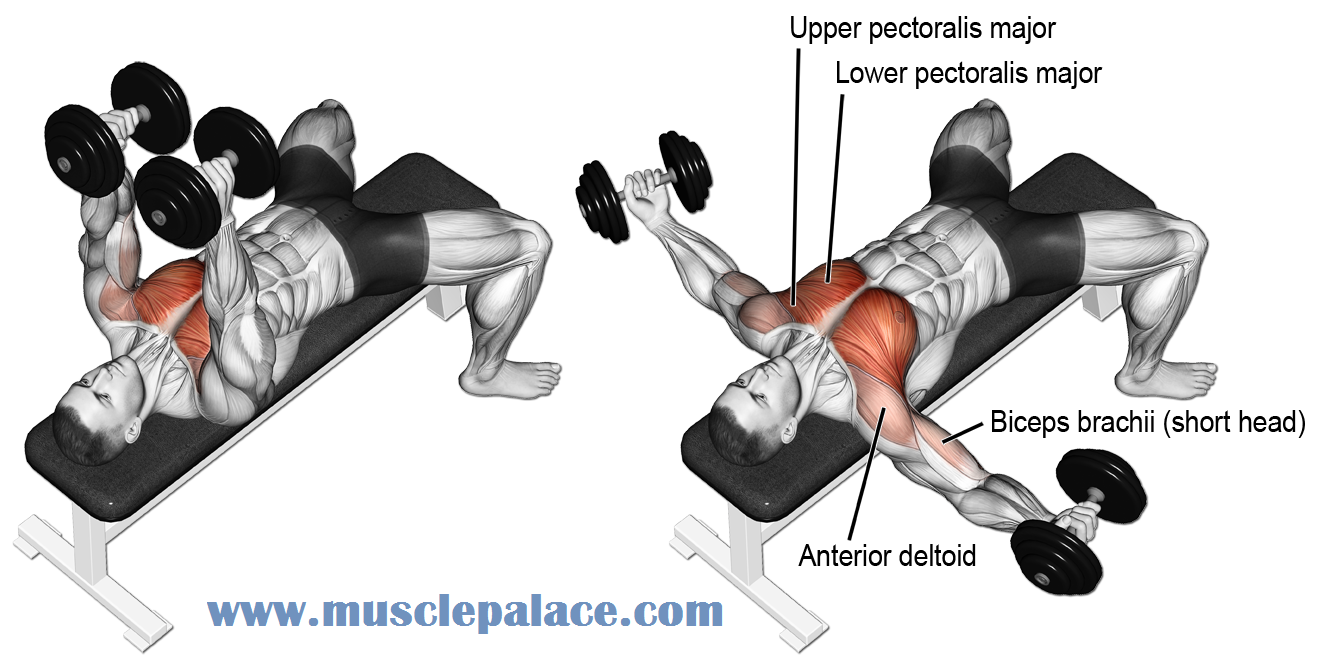 Muscle Palace The Ultimate Chest Workout for Mass Build a Bigger