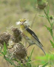 Golden Finch