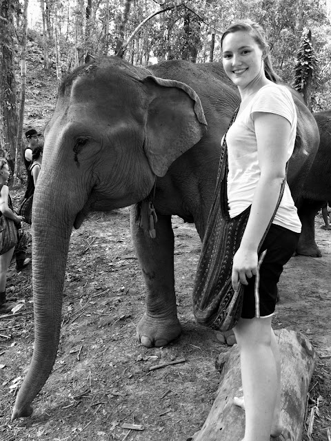 elefant, elephant, thailand, mahut, dschungel, jungle, hug elephants sanctuara, nationalpark, chiang mai, urlaub, holiday, nature, wildlife, wildtier, natur