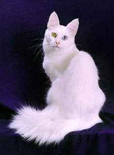 Turkish_Angora_Cats_3.jpg