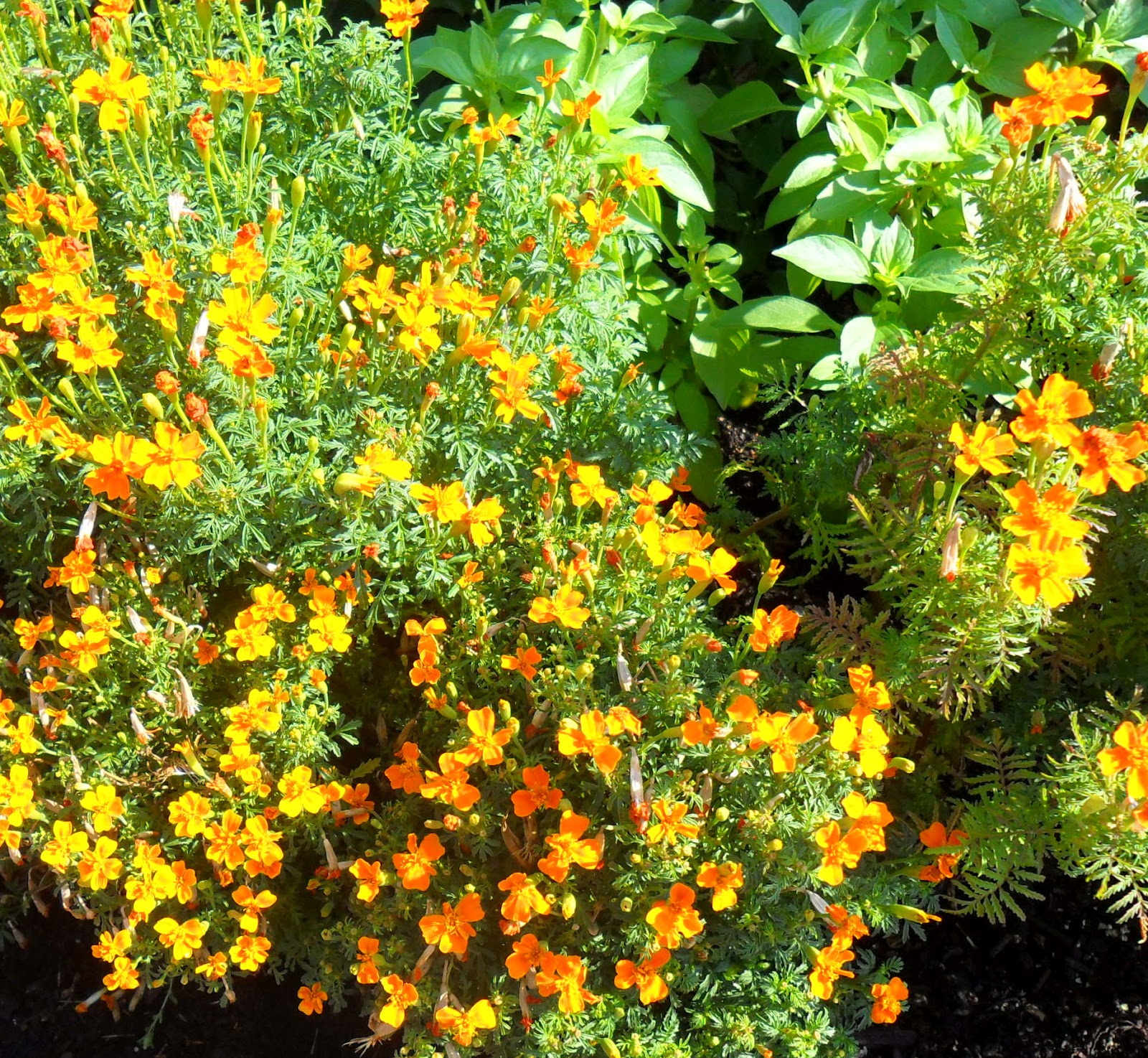 Backyard Patch Herbal Blog Scented marigolds Herb of