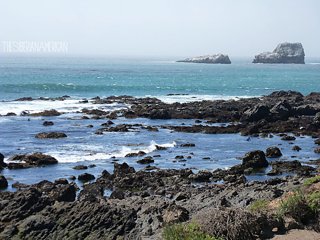 San Simeon seals