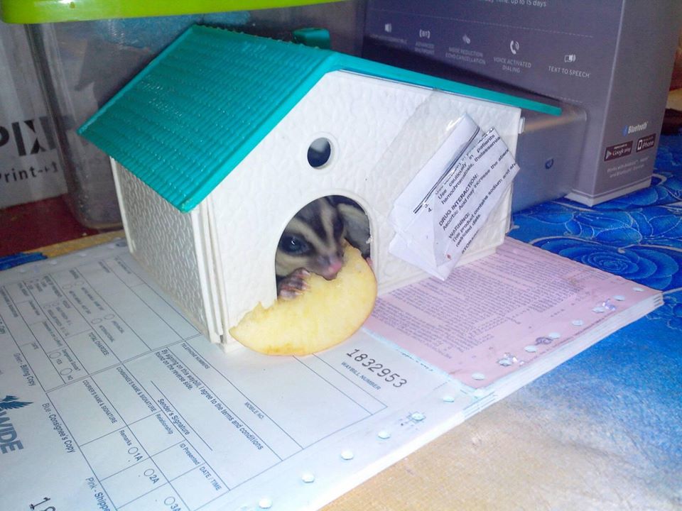 List of Foods for Sugar Glider