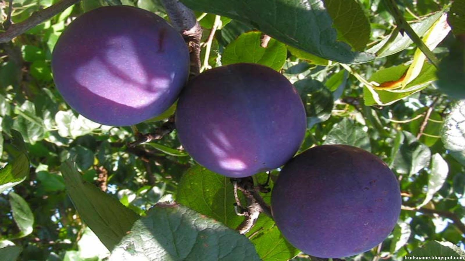 Fruits That Start With I