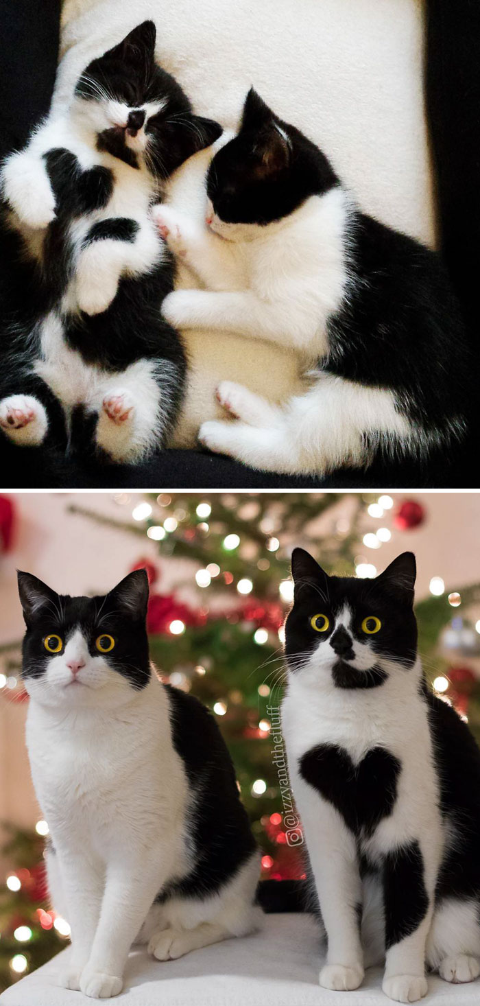 50 Heart-Warming Photos of Animals Growing Up Together - British Shorthair Sisters Then And Now 50 Heart-Warming Photos of Animals Growing Up Together - British Shorthair Sisters Then And Now