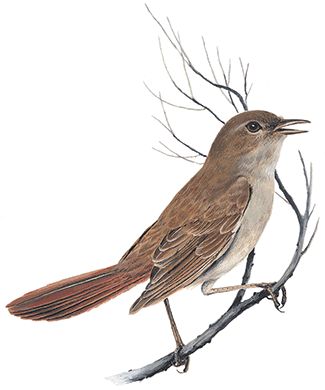 nightingale nightingale