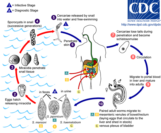 schistosomiasis víz