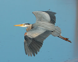 heron feet birds four flight tall flying