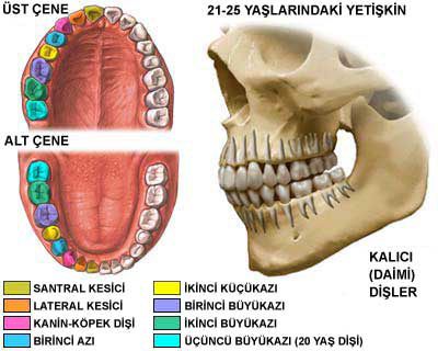 Referred Tooth Chart