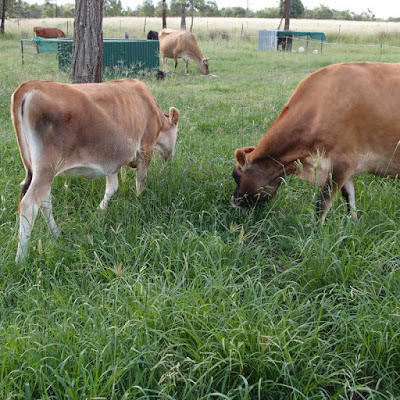 eight acres: raising a baby house cow