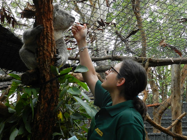 Volontariato internazionale Koala Hospital Port Macquarie