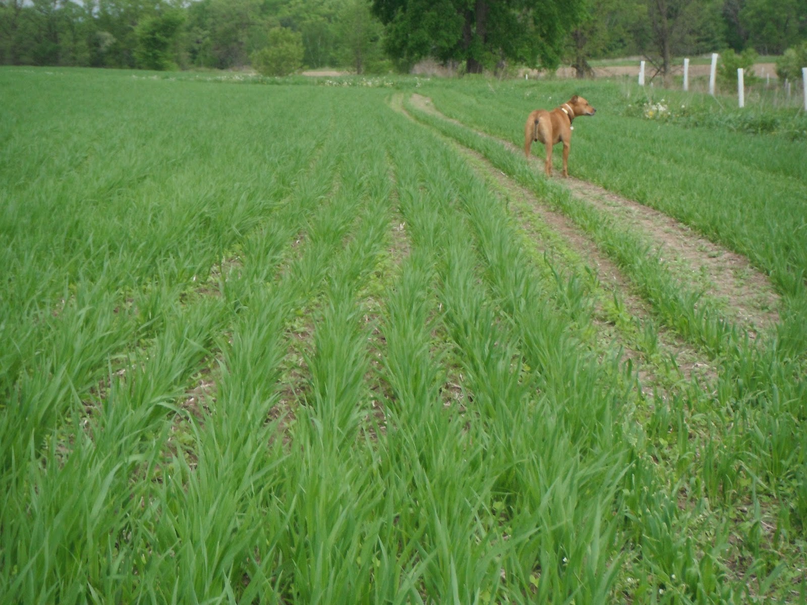 Grass Creek Farm Oats and Clover Are Up