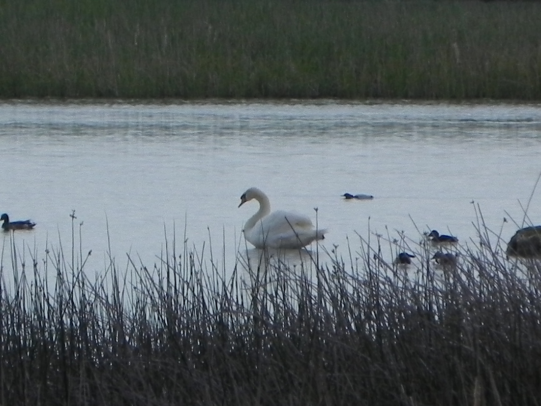 Foto de Laguna de la Nava en Alba de Cerrato, Palencia