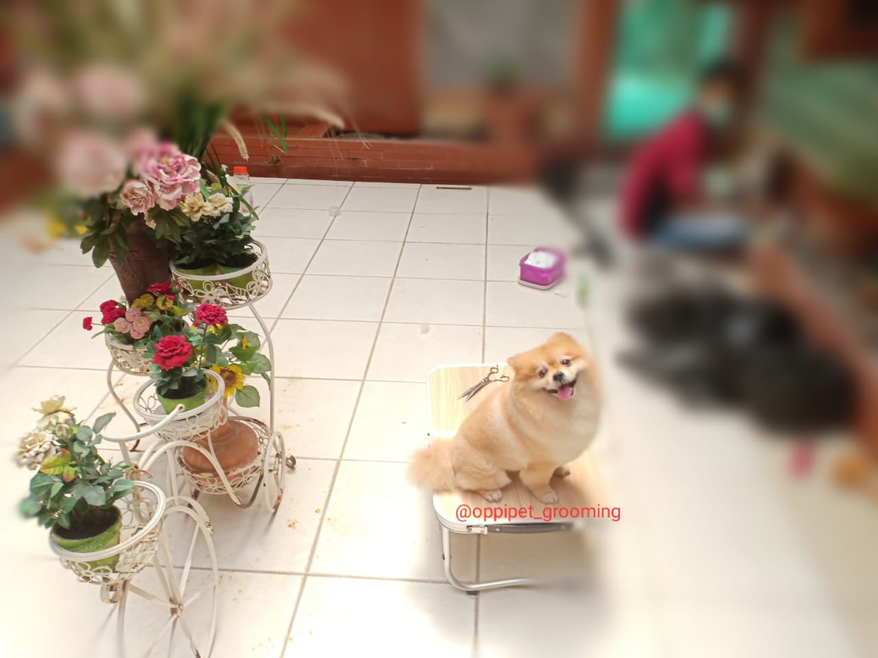 OPPI PET SALON & GROOMING JAKARTA-BEKASI: OPPI PET SALON & GROOMING #