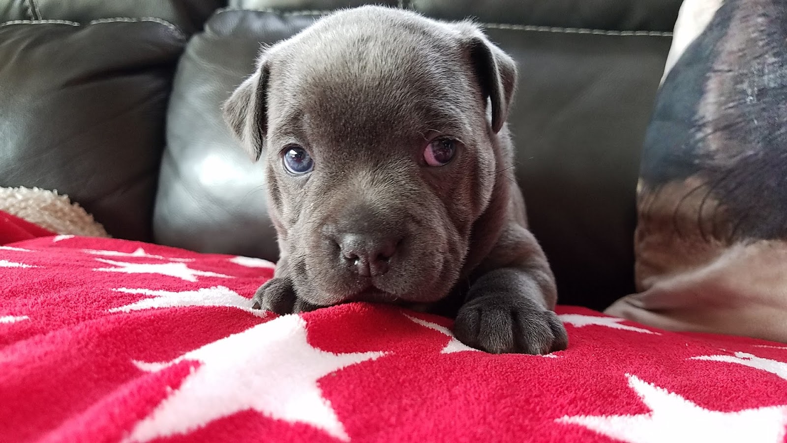 Four Week Old Blue English Staffies For Sale