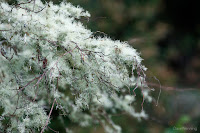 Lichens on Shrub Branches