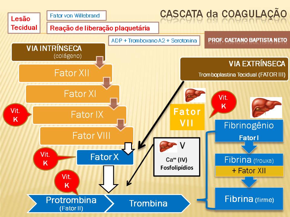 Fisiologia Humana Odontologia Fisiologia humana odontologia