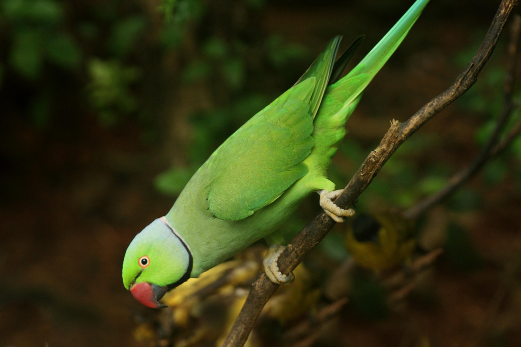 Cat Costa Un Papagal Micul Alexander Descoperă Papagalii: Micul Alexander (Psittacula krameri) - fișa speciei