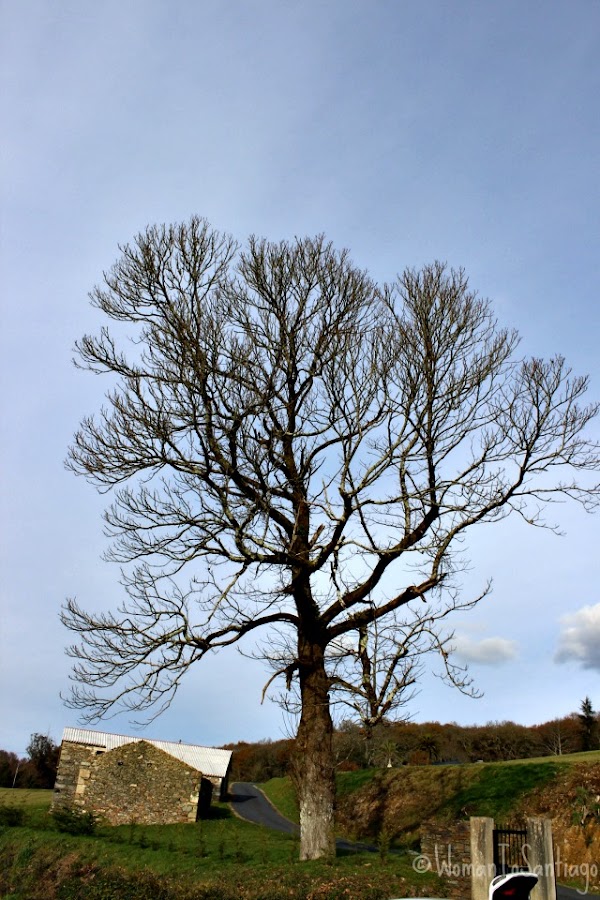 foto de camino en sobrado