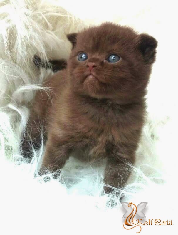 British Shorthair Sahibinden British Shorthair