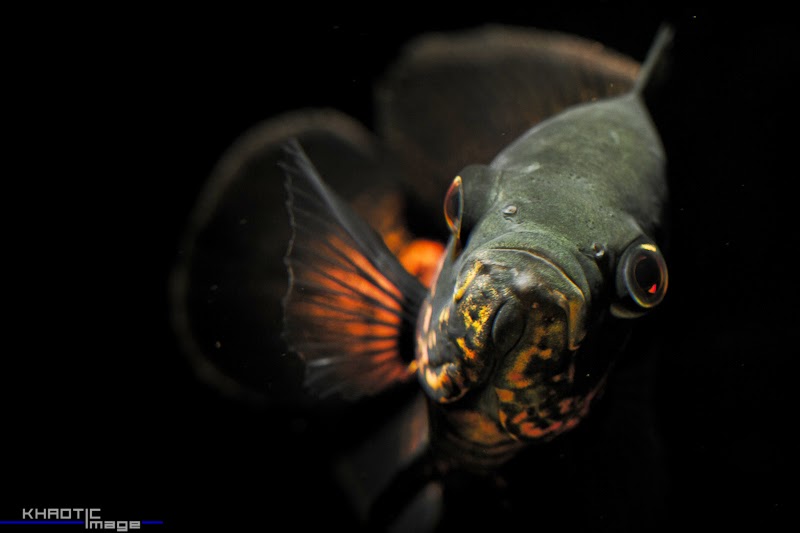 OSCAR FISH photos - wallpapers | the fun bank