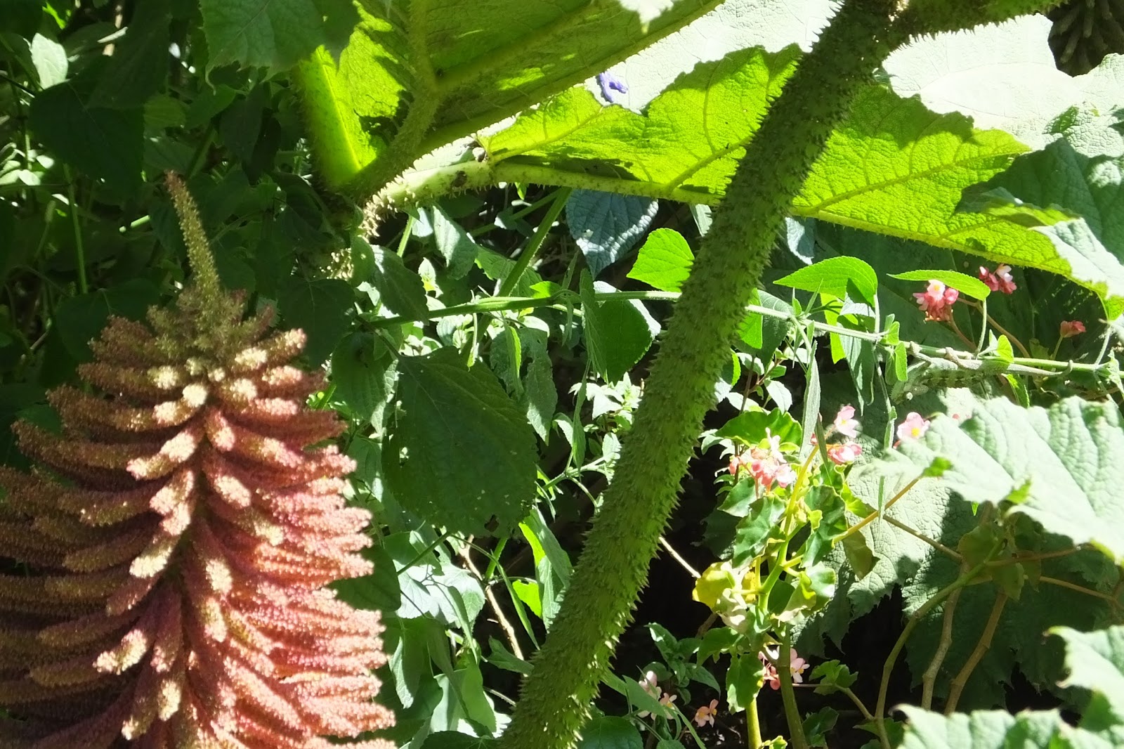 Flowers in a Kenyan garden