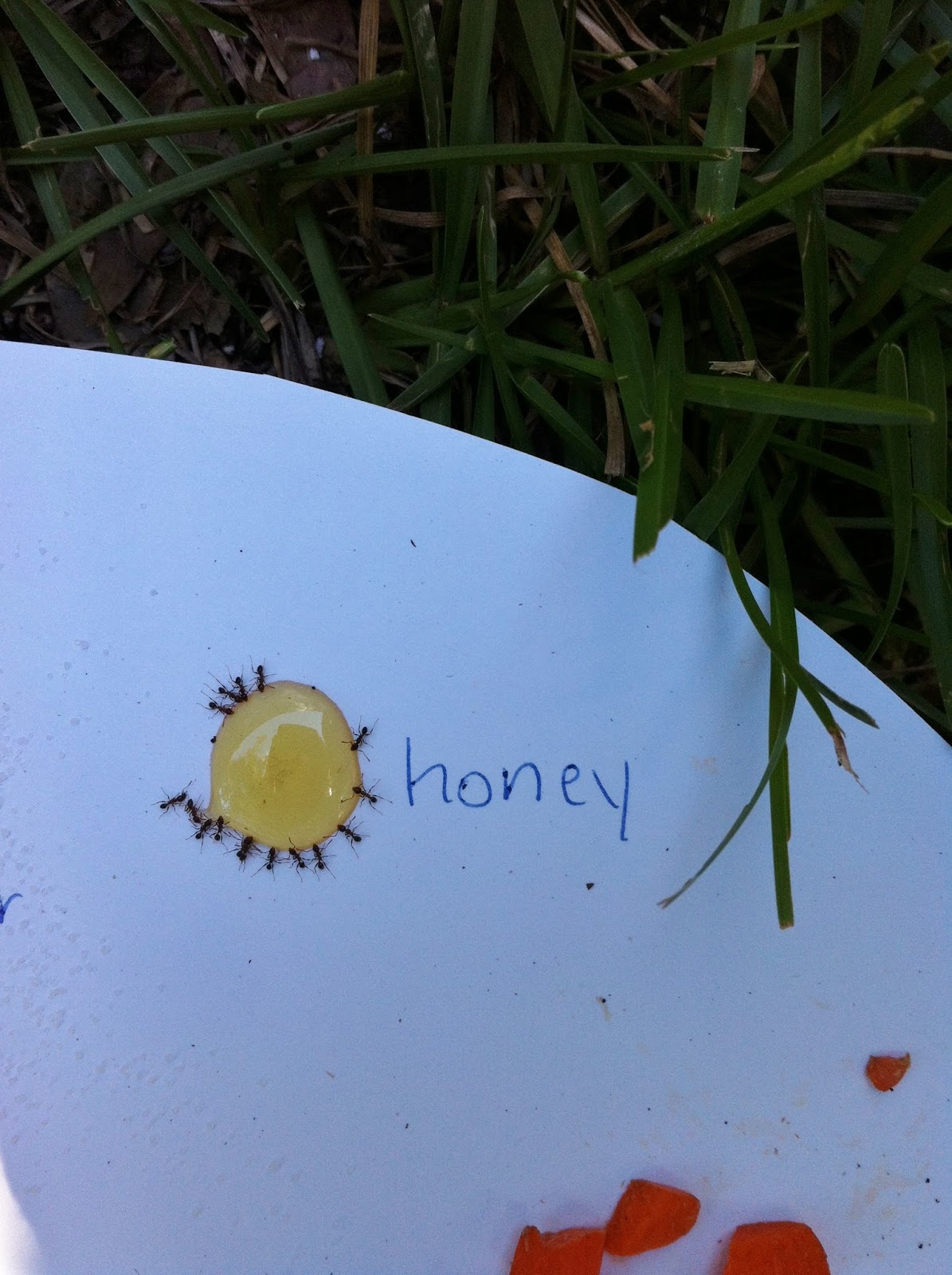 The Princess, The Pirate, and The Dinosaur: Creating an Ant Buffet and ...