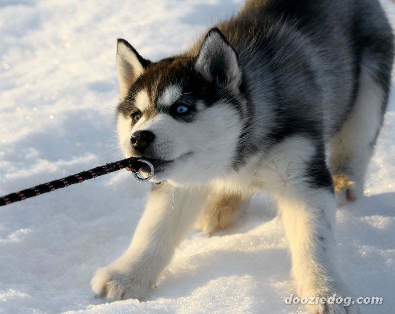 Cute Puppy Dogs: Siberian Husky Puppies