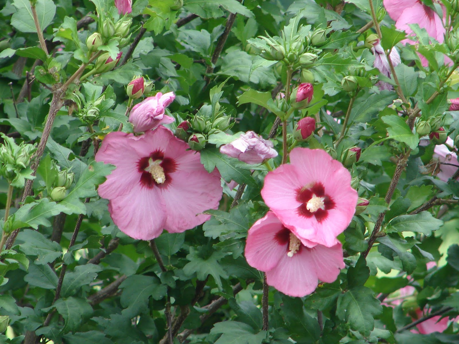 One Love Farm Late July blooms