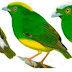 Cientistas descrevem a primeira espécie híbrida de pássaro já encontrada na Floresta Amazônica