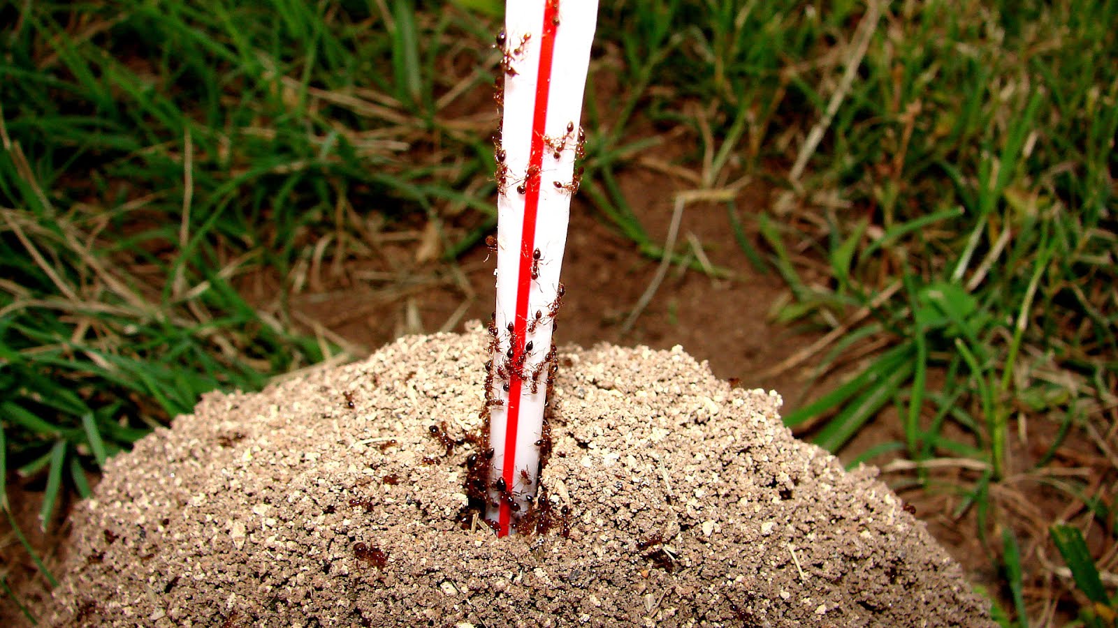 Where Do Fire Ants Live Fire Choices