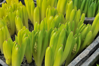 Hyacinth sprouts growing