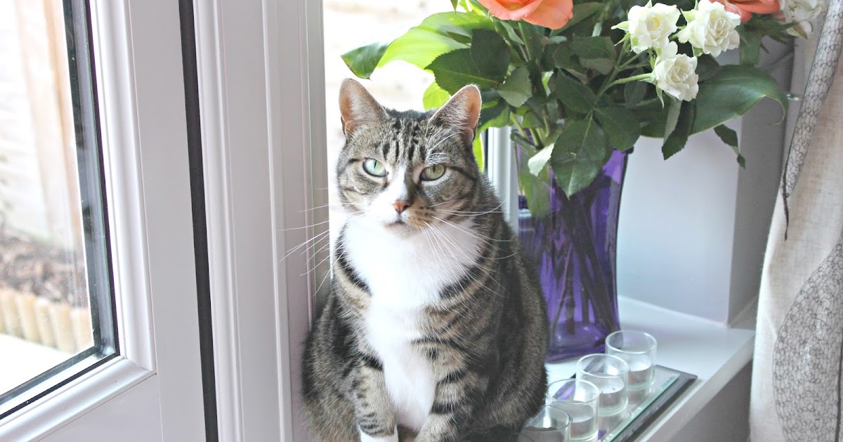 How To Know If My Cat Has A Uti Uti stands for urinary tract