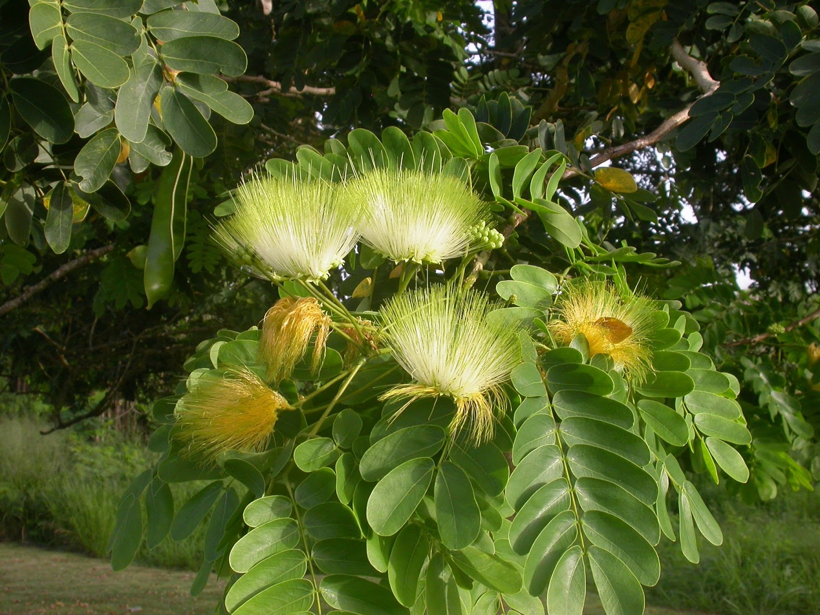 Barbados Flora & Fauna: Women’s Tongue Tree (Albizia lebbeck)