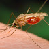 65 κρούσματα ελονοσίας στη χώρα – 5 στη Νοτιοδυτική Ελλάδα – Δείτε τι μέτρα προστασίας πρέπει να λαμβάνετε