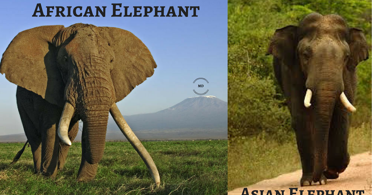 difference between elephant asian African