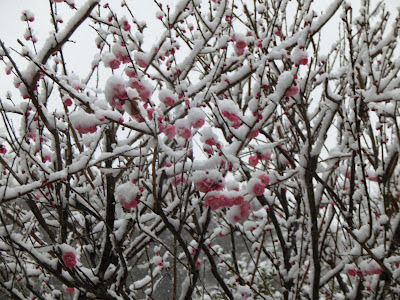 �������̐�i�F